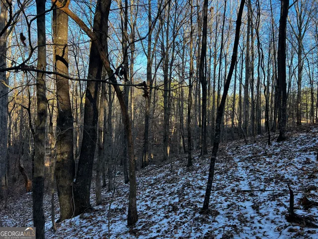a view of a forest that has a tree