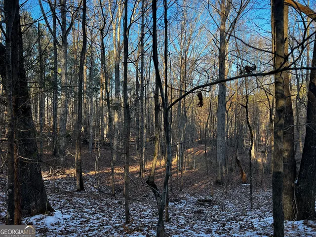 a view of a forest with trees