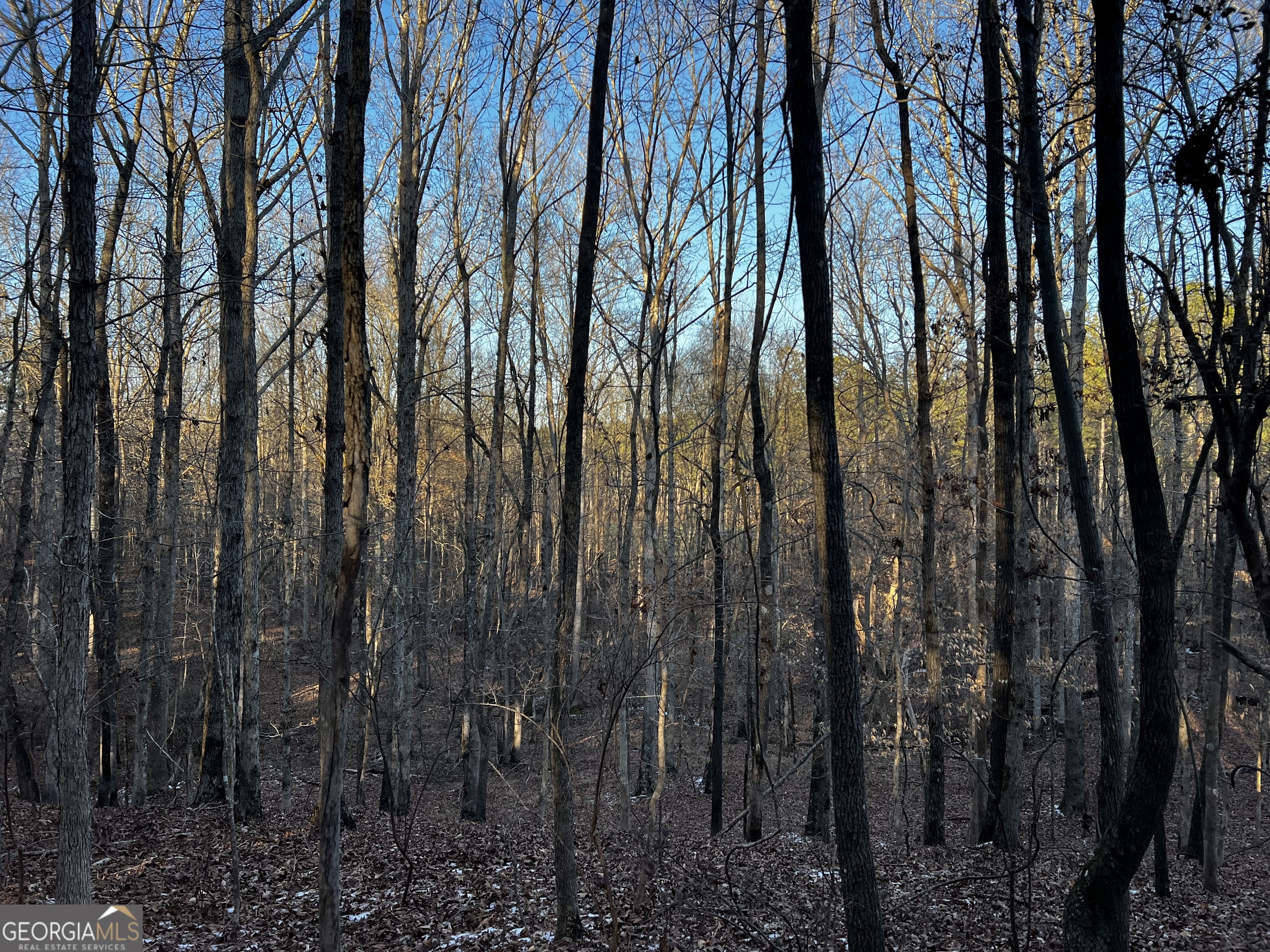2285 Cherokee Road Comer, GA 30629 - Photo 41 of 61 a view of lots of trees
