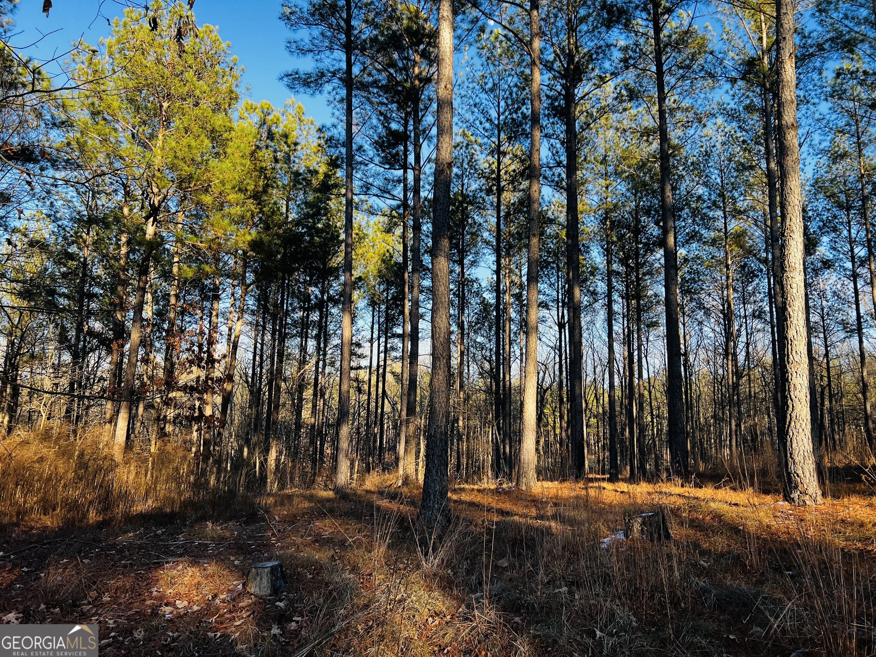 2285 Cherokee Road Comer, GA 30629 - Photo 49 of 61 a view of a yard