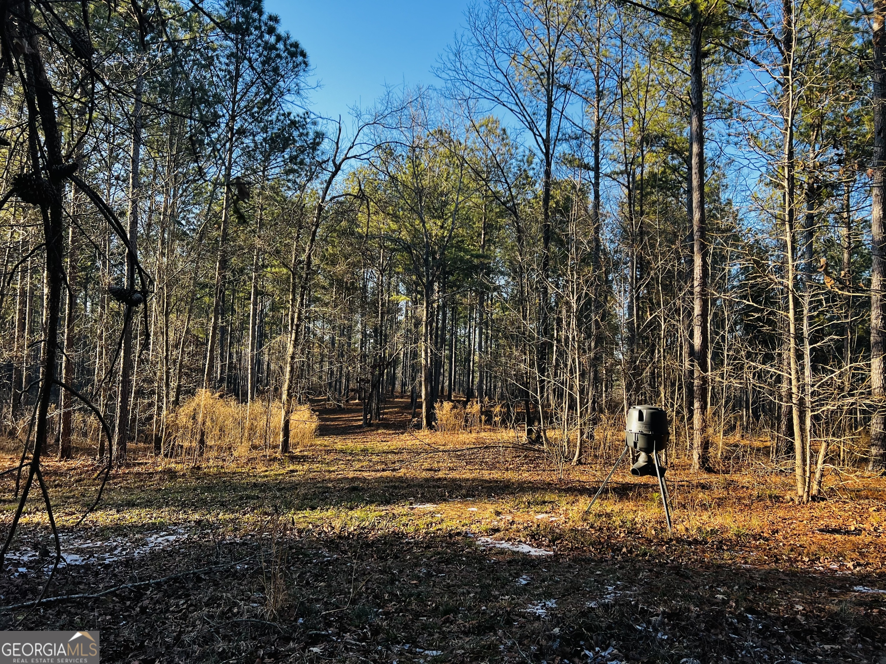 2285 Cherokee Road Comer, GA 30629 - Photo 53 of 61 a view of a yard with large trees