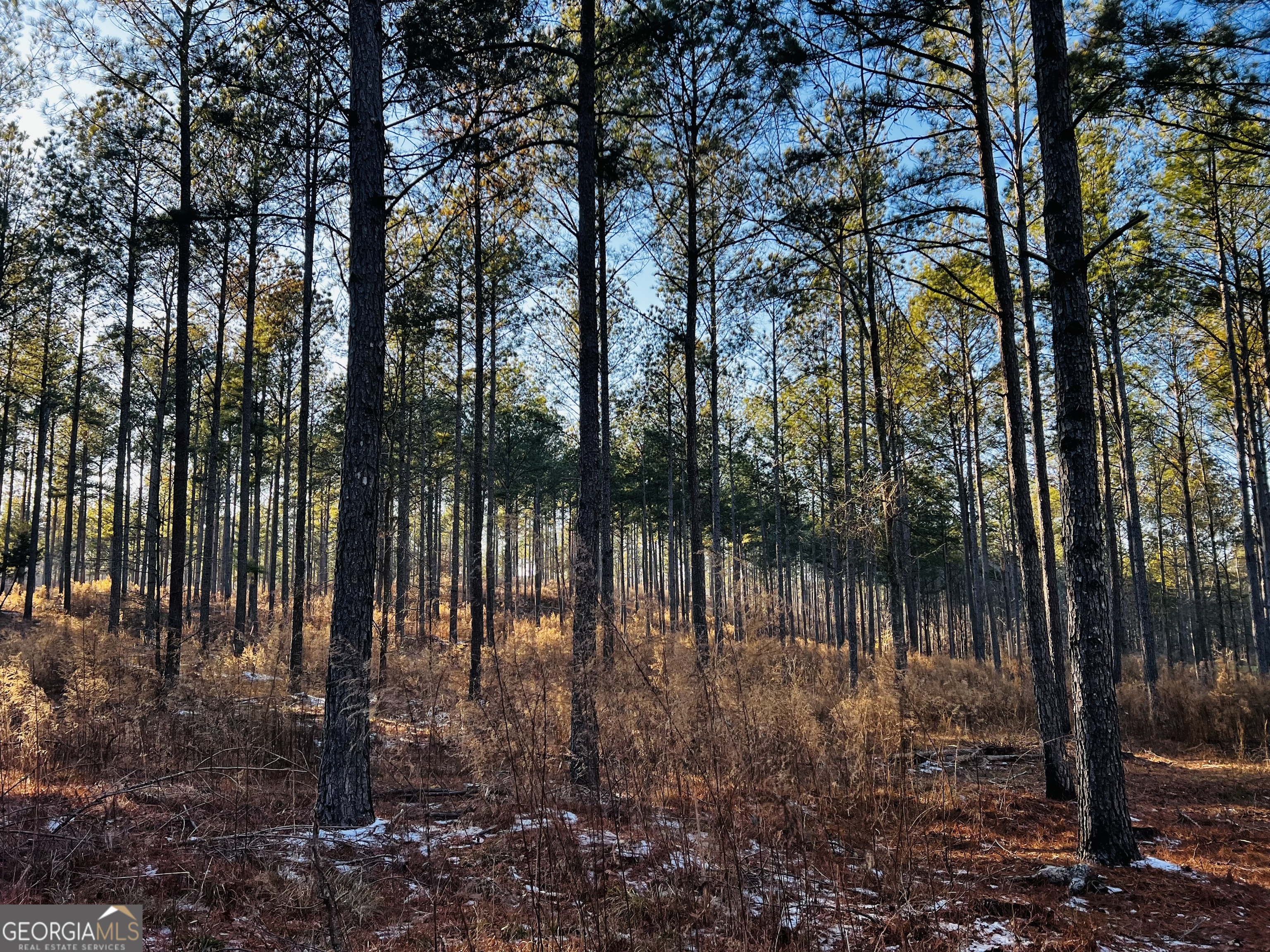 2285 Cherokee Road Comer, GA 30629 - Photo 60 of 61 a view of backyard with green space