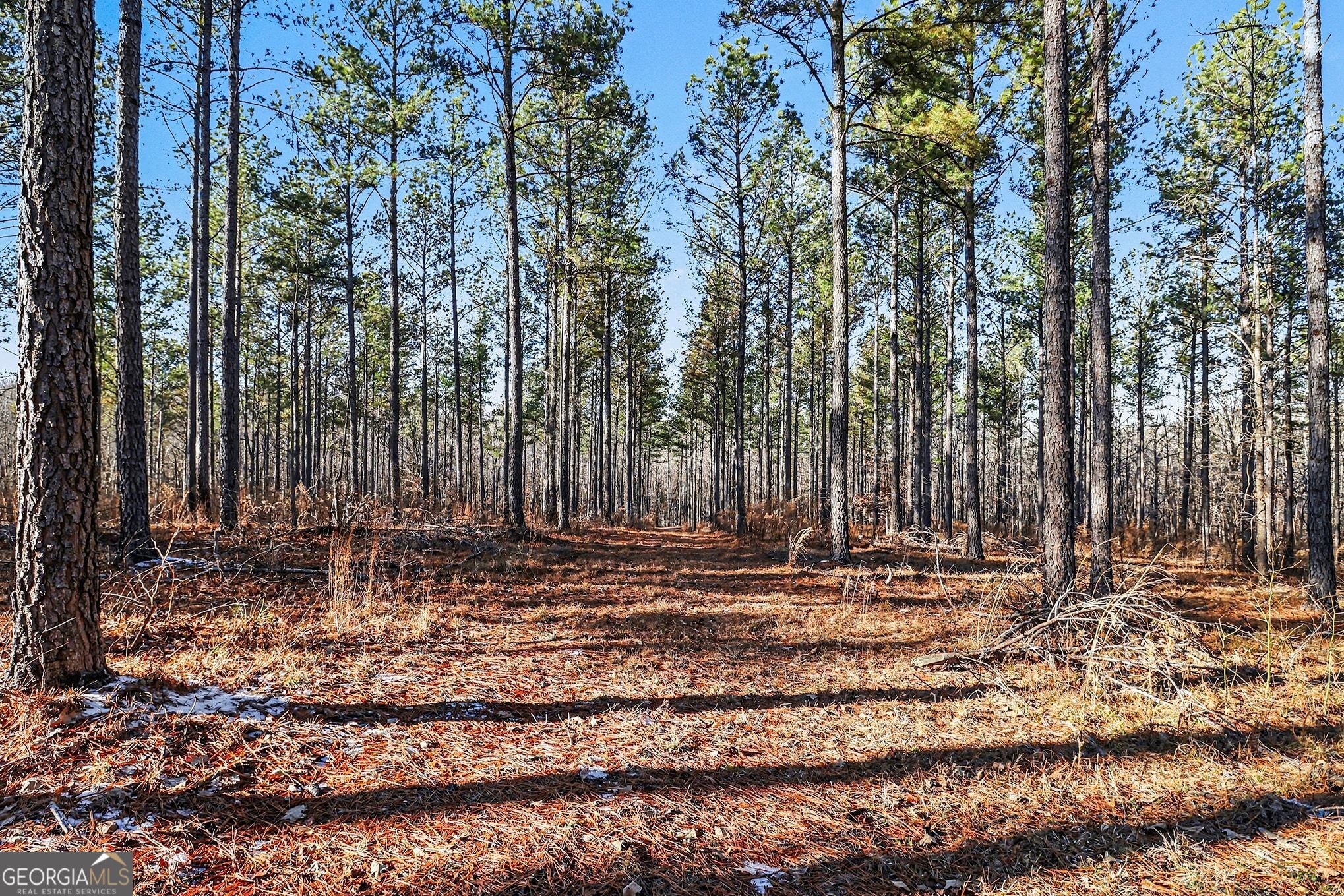 2285 Cherokee Road Comer, GA 30629 - Photo 10 of 61 a backyard of a house with trees