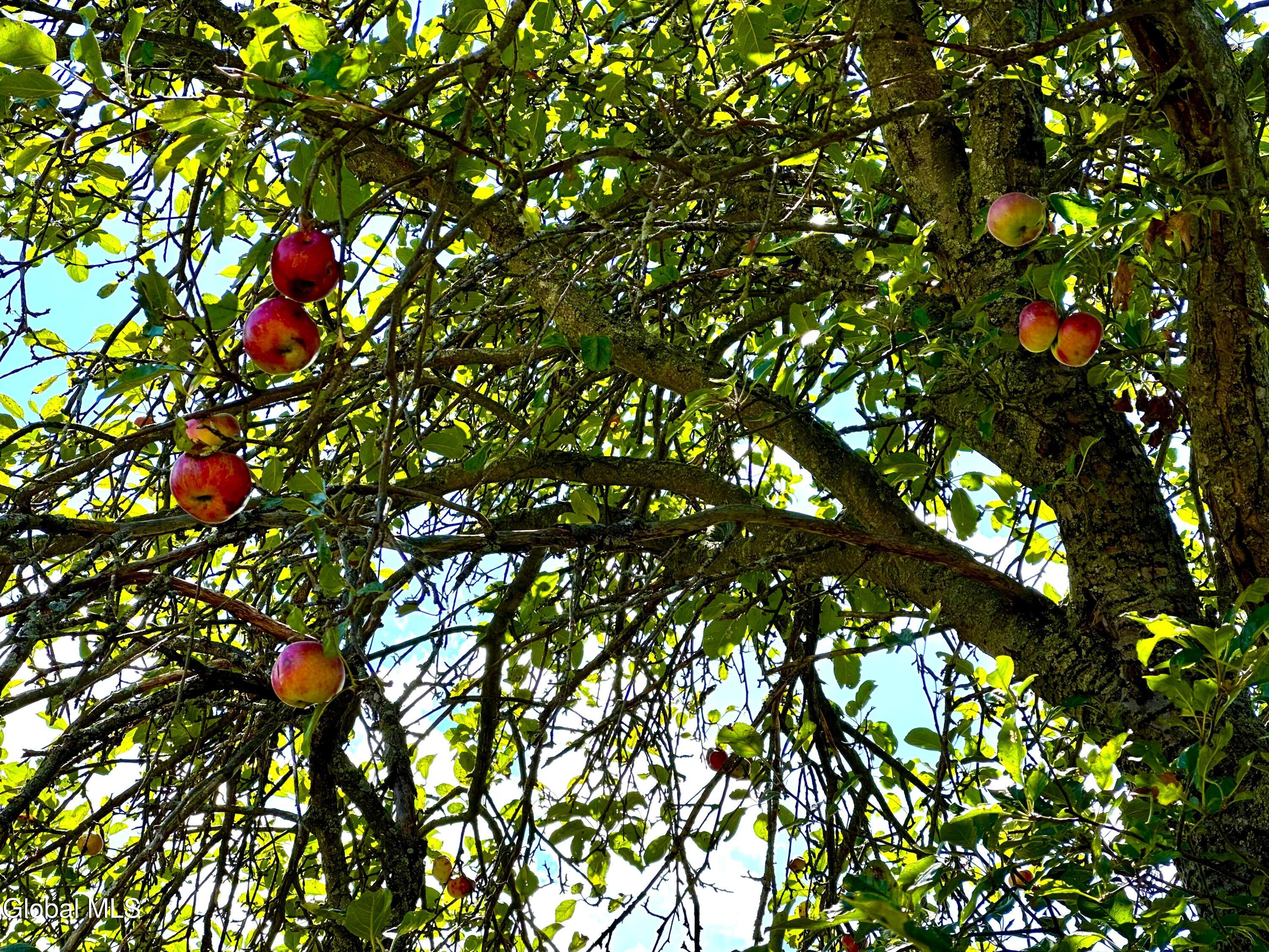 228 Brower Road Palatine Bridge, NY 13428 - Photo 33 of 35 IMG_1252