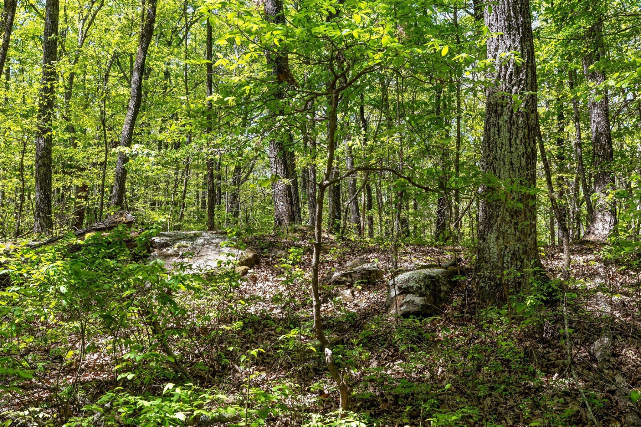 0 Deepwoods Road Sewanee, TN 37375 - Photo 27 of 50