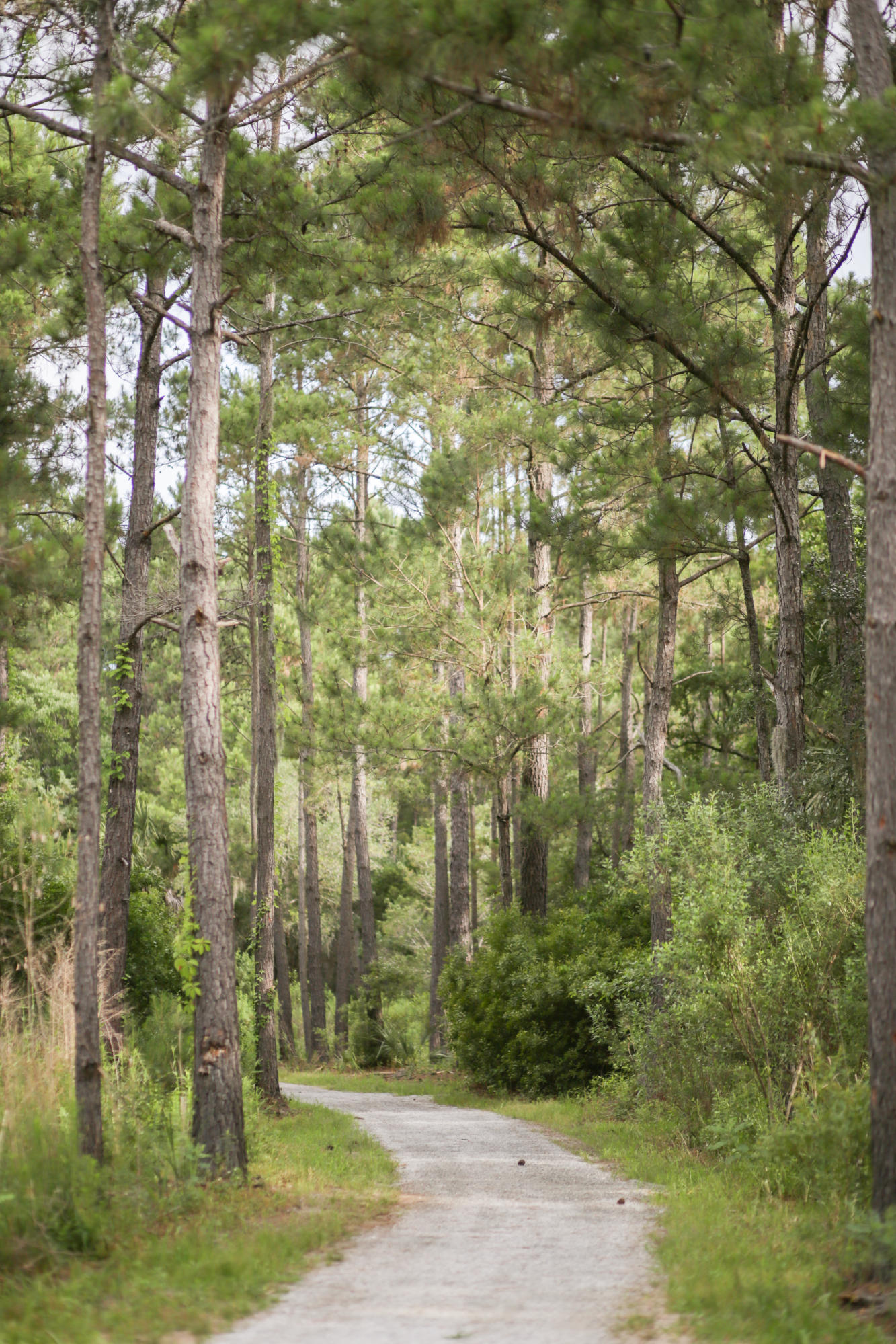 1594 Red Tide Road Mount Pleasant, SC 29466 - Photo 29 of 29 Trails