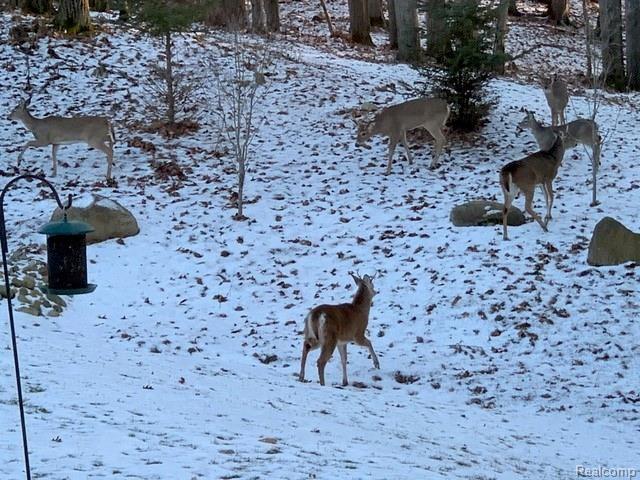 4724 Hough Road Dryden, MI 48428 - Photo 58 of 63 IMG_1410.jpeg