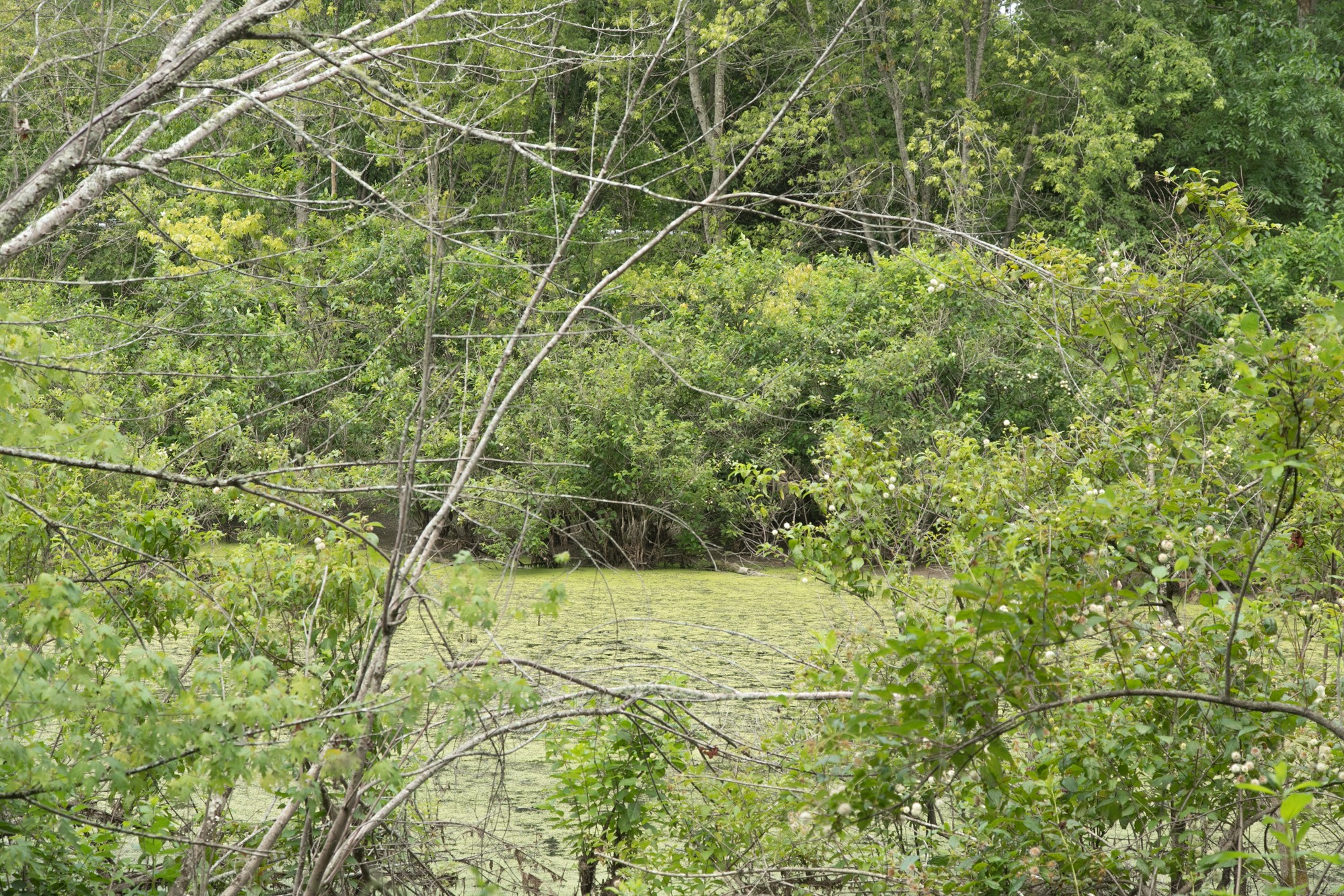 0 Coble To Only Road Nunnelly, TN 37137 - Photo 19 of 50 Gallery Image 19