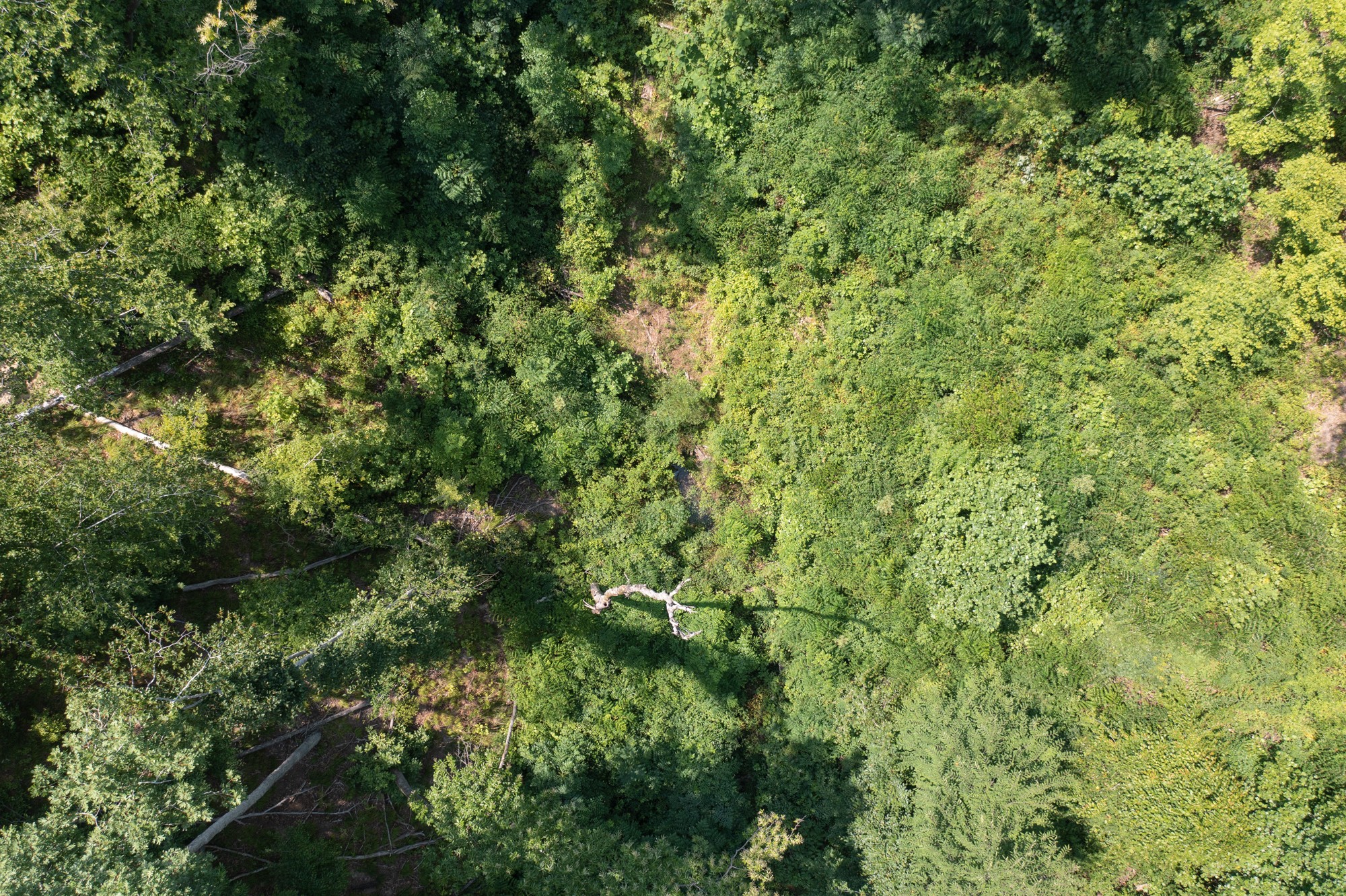 0 Coble To Only Road Nunnelly, TN 37137 - Photo 10 of 50 Gallery Image 10