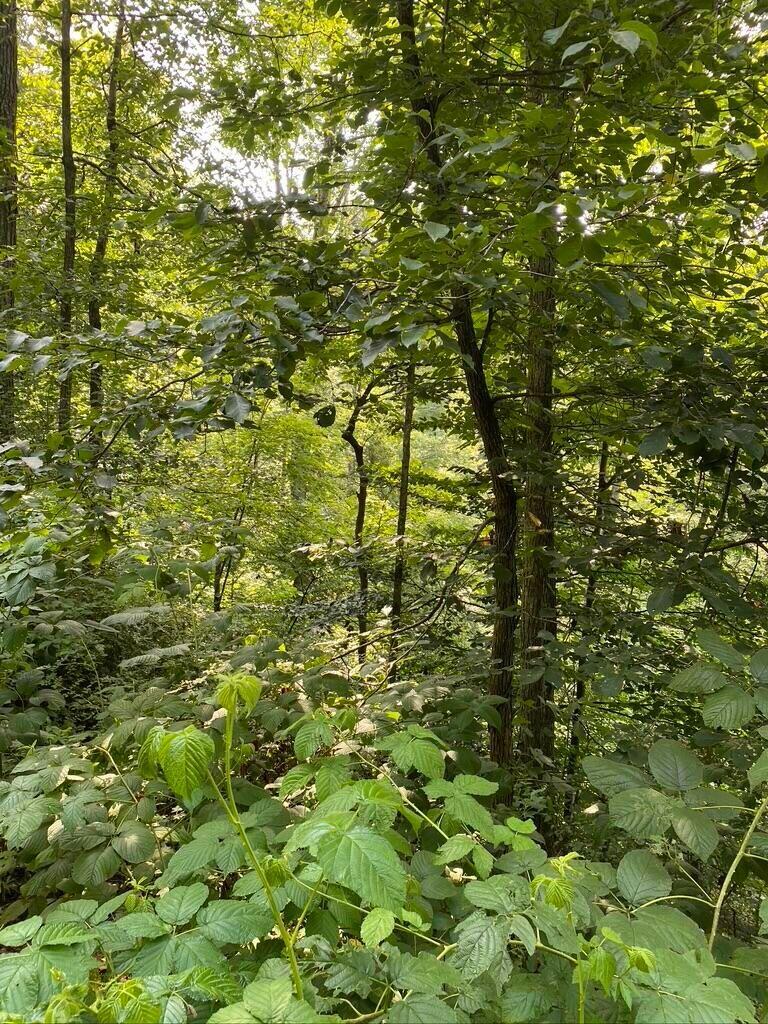 1976 Hollon Fork Road Campton, KY 41301 - Photo 4 of 8 Hollon Fork