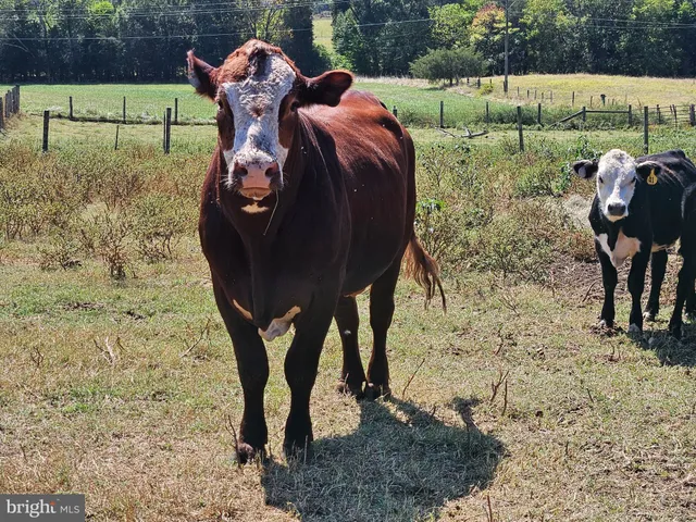 $6,000,000 | 5474 Woodside Lane, Bealeton, VA 22712