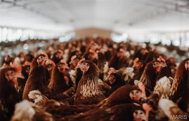 $499,000 | 25251 Highway O Unincorporated Mo 65650, Flemington, MO 65650