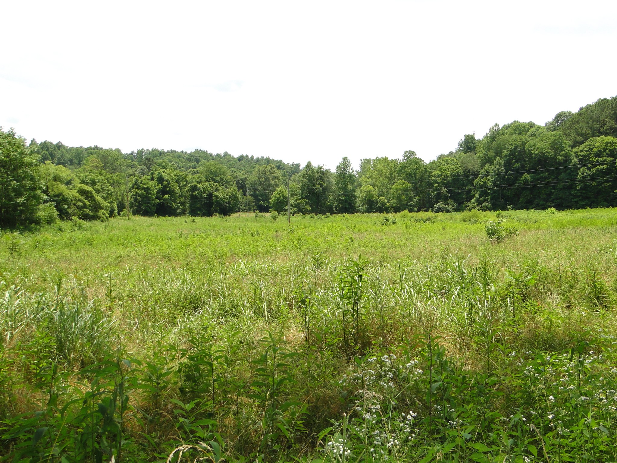 1803 East Piney Road Dickson, TN 37055 - Photo 45 of 46 a view of outdoor space and yard