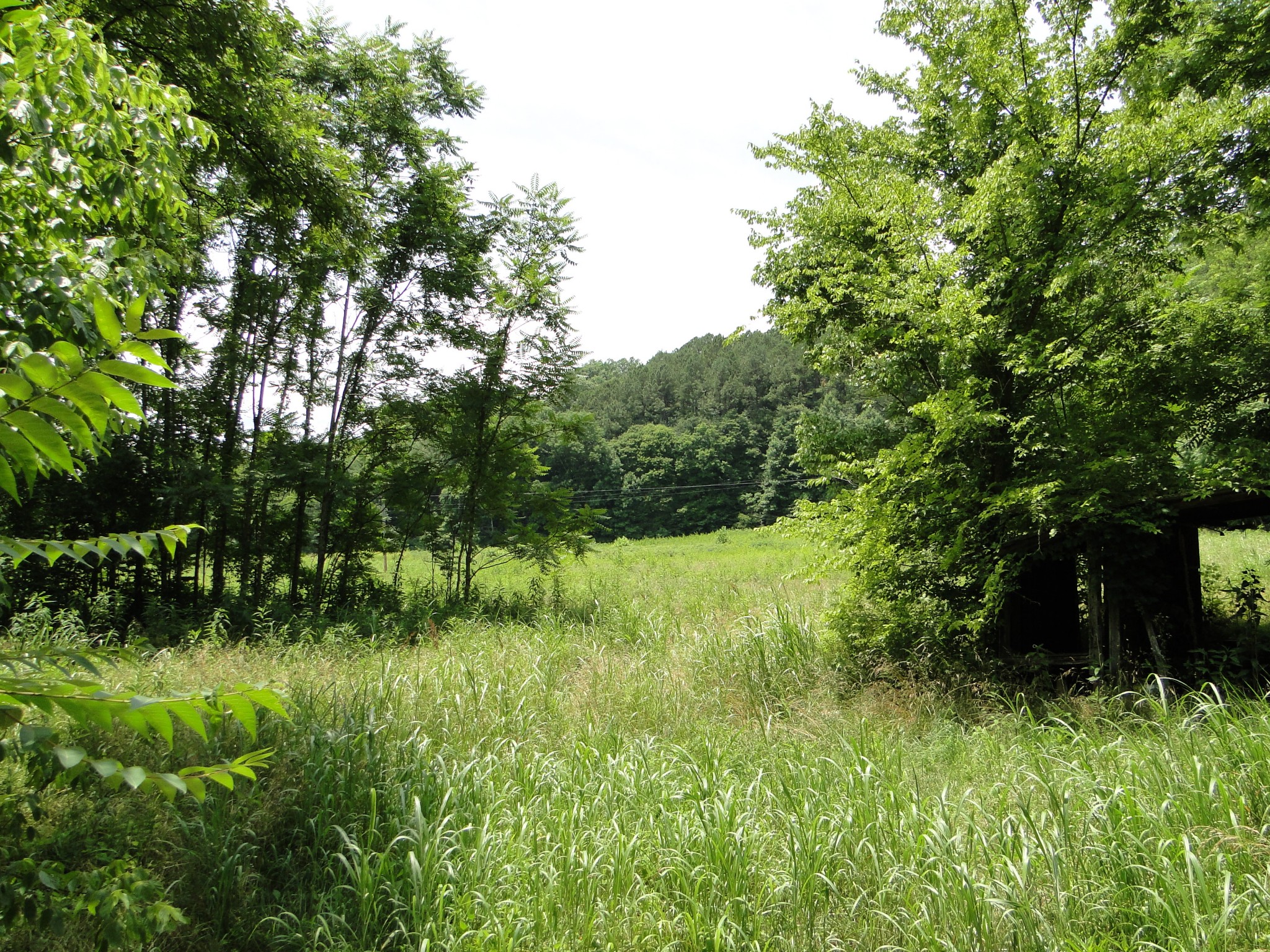 1803 East Piney Road Dickson, TN 37055 - Photo 46 of 46 a view of a garden