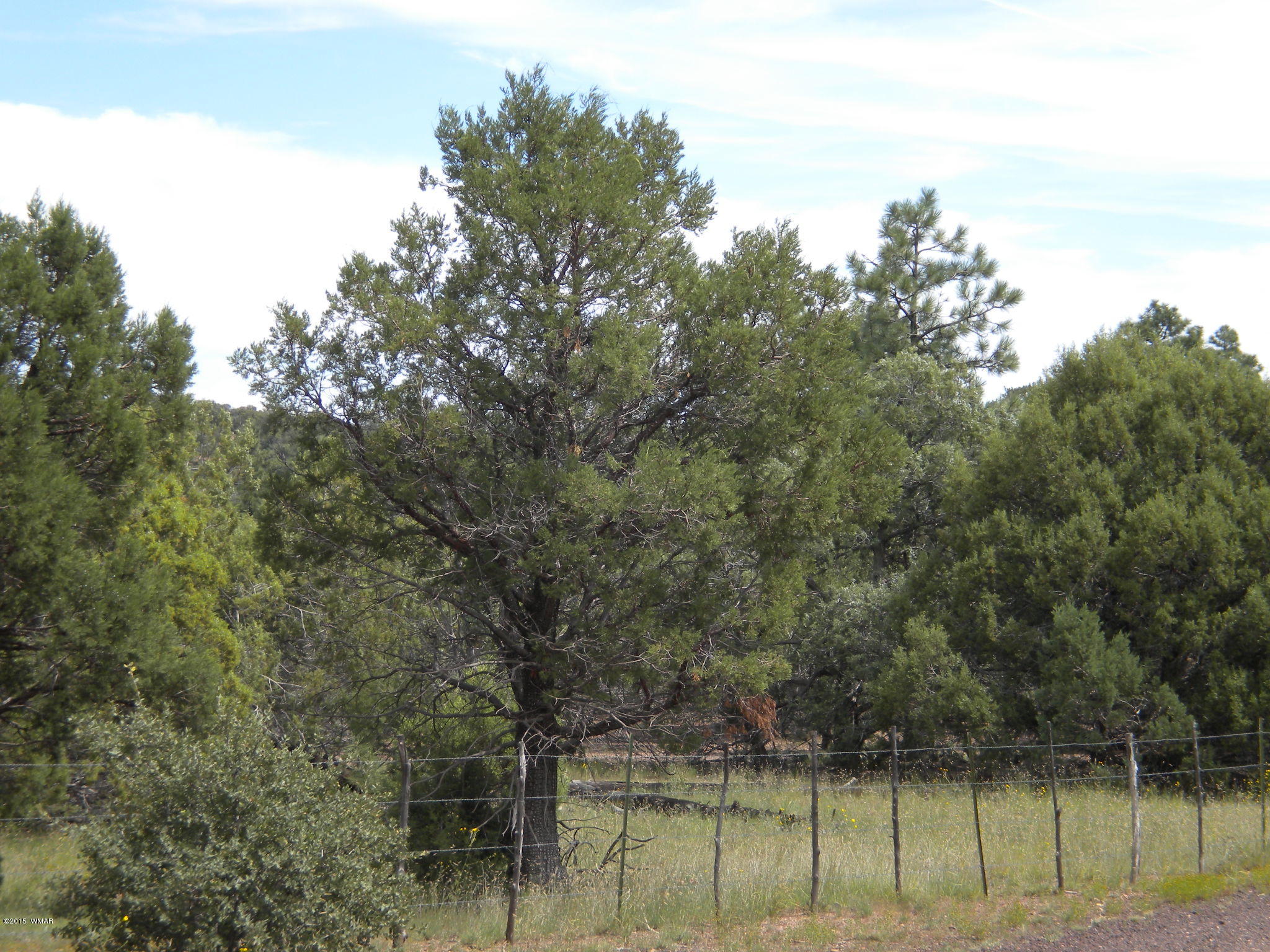 Tbd Tosca Place Pinedale, AZ 85934 - Photo 11 of 28