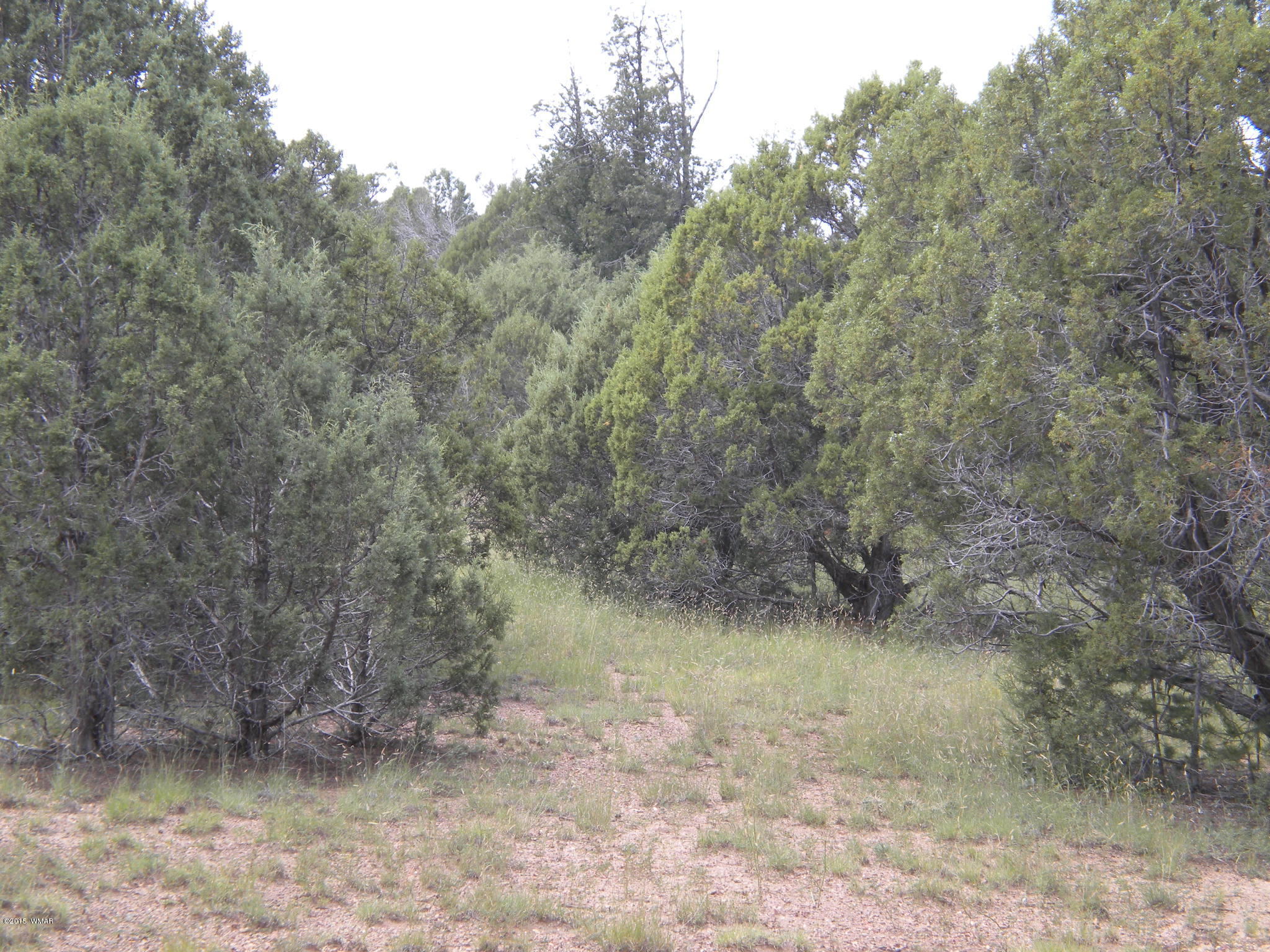 Tbd Tosca Place Pinedale, AZ 85934 - Photo 19 of 28