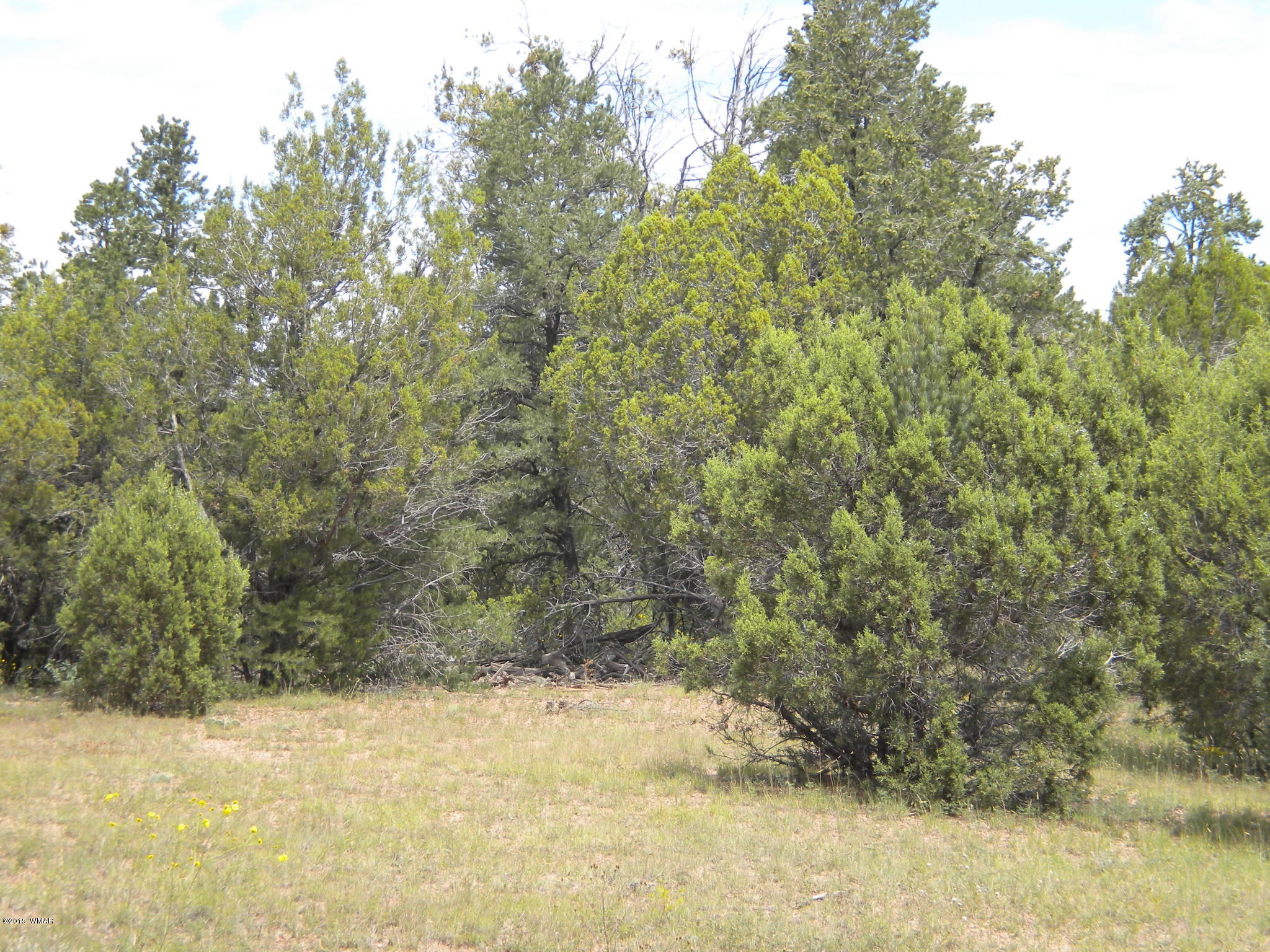 Tbd Tosca Place Pinedale, AZ 85934 - Photo 22 of 28