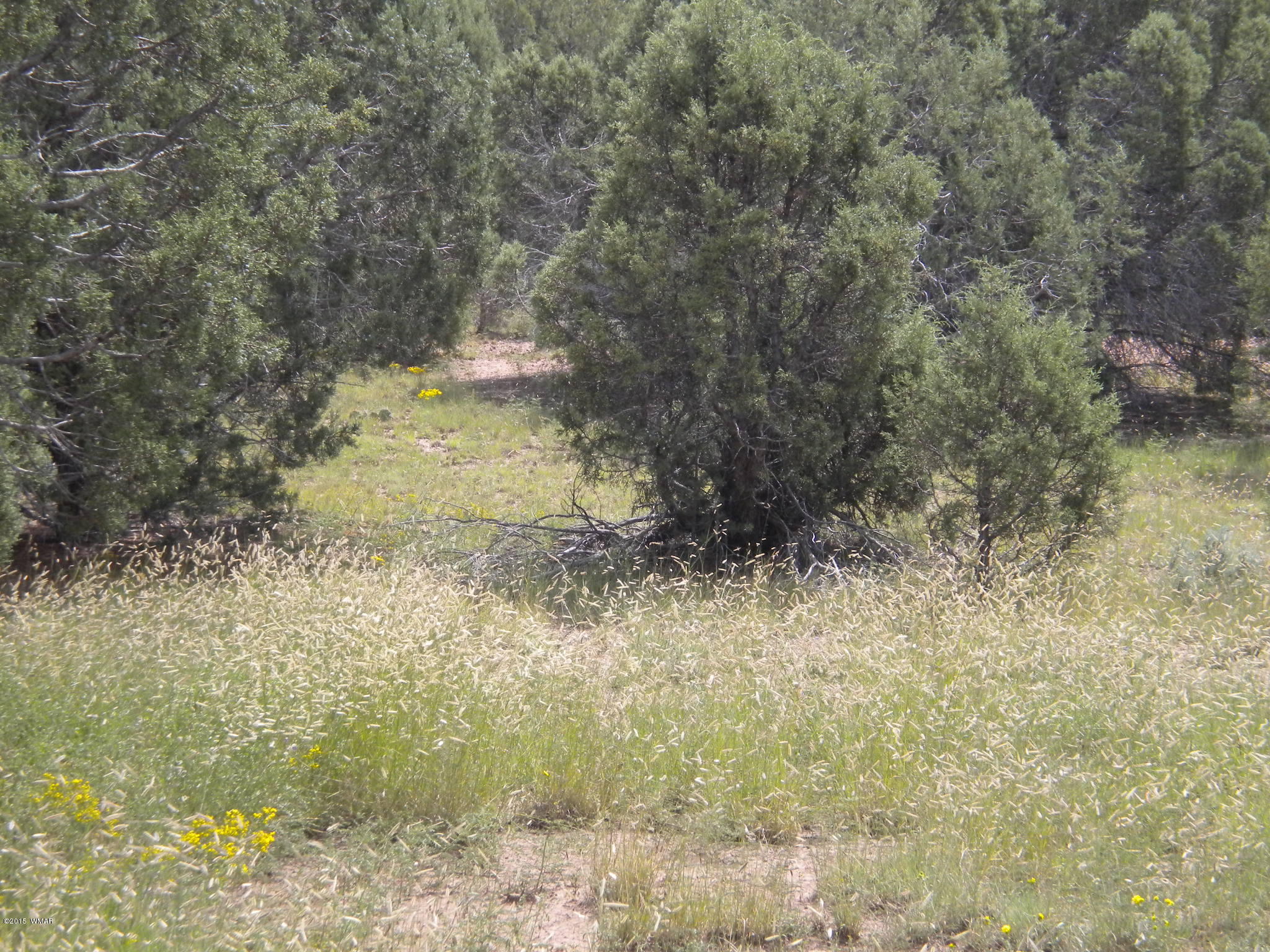 Tbd Tosca Place Pinedale, AZ 85934 - Photo 25 of 28