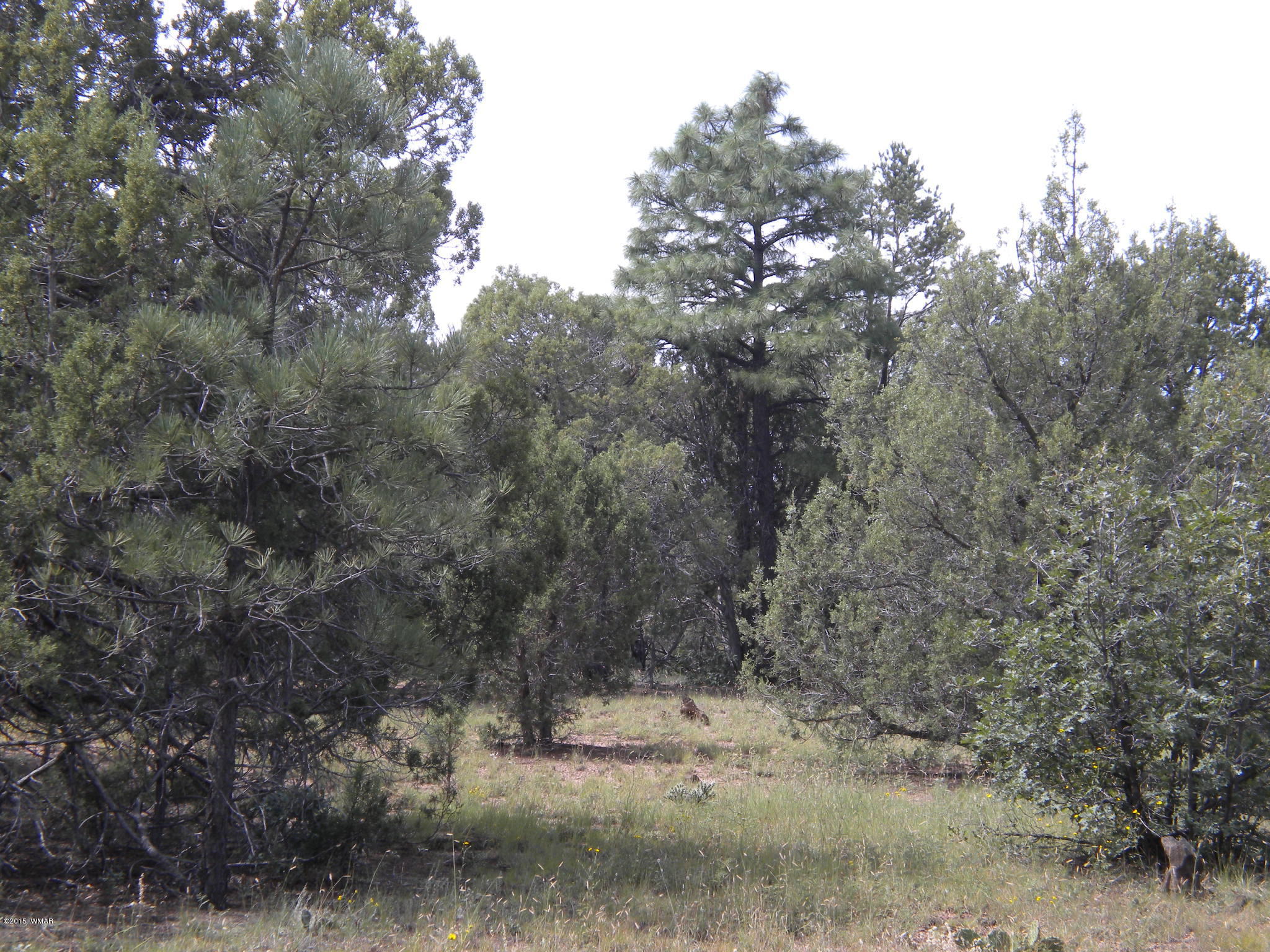 Tbd Tosca Place Pinedale, AZ 85934 - Photo 8 of 28