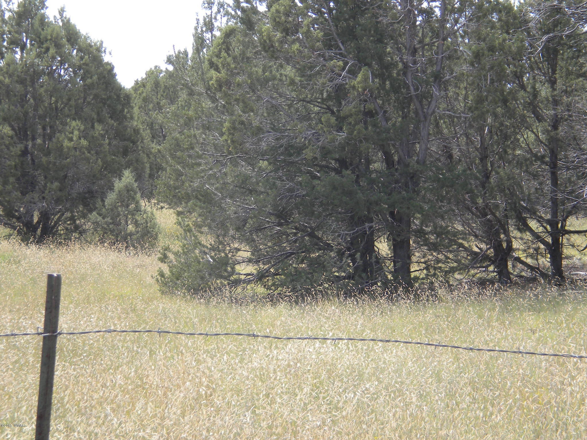 Tbd Tosca Place Pinedale, AZ 85934 - Photo 9 of 28