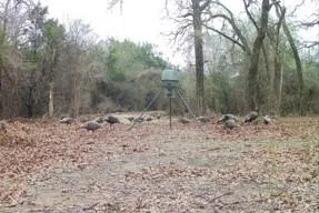 a view of outdoor space with lots of trees
