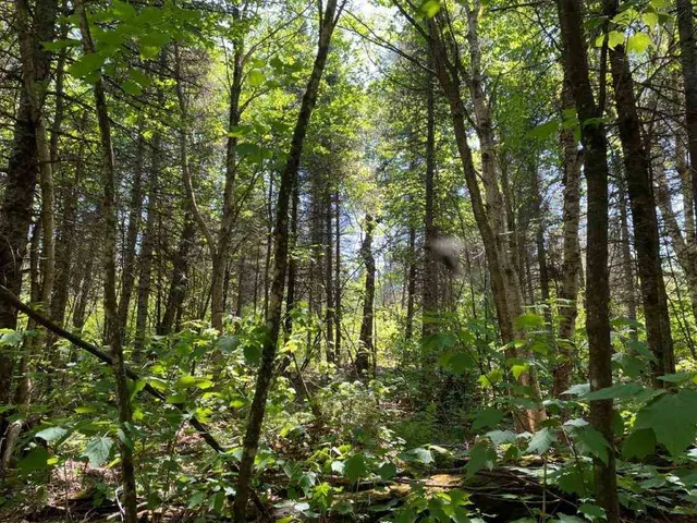 $110,000 | Xxx Xxx Stony River, Isabella, MN 55607