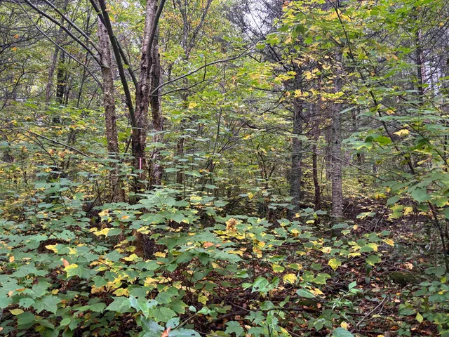 $110,000 | Xxx Xxx Stony River, Isabella, MN 55607