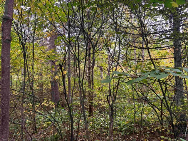 $110,000 | Xxx Xxx Stony River, Isabella, MN 55607