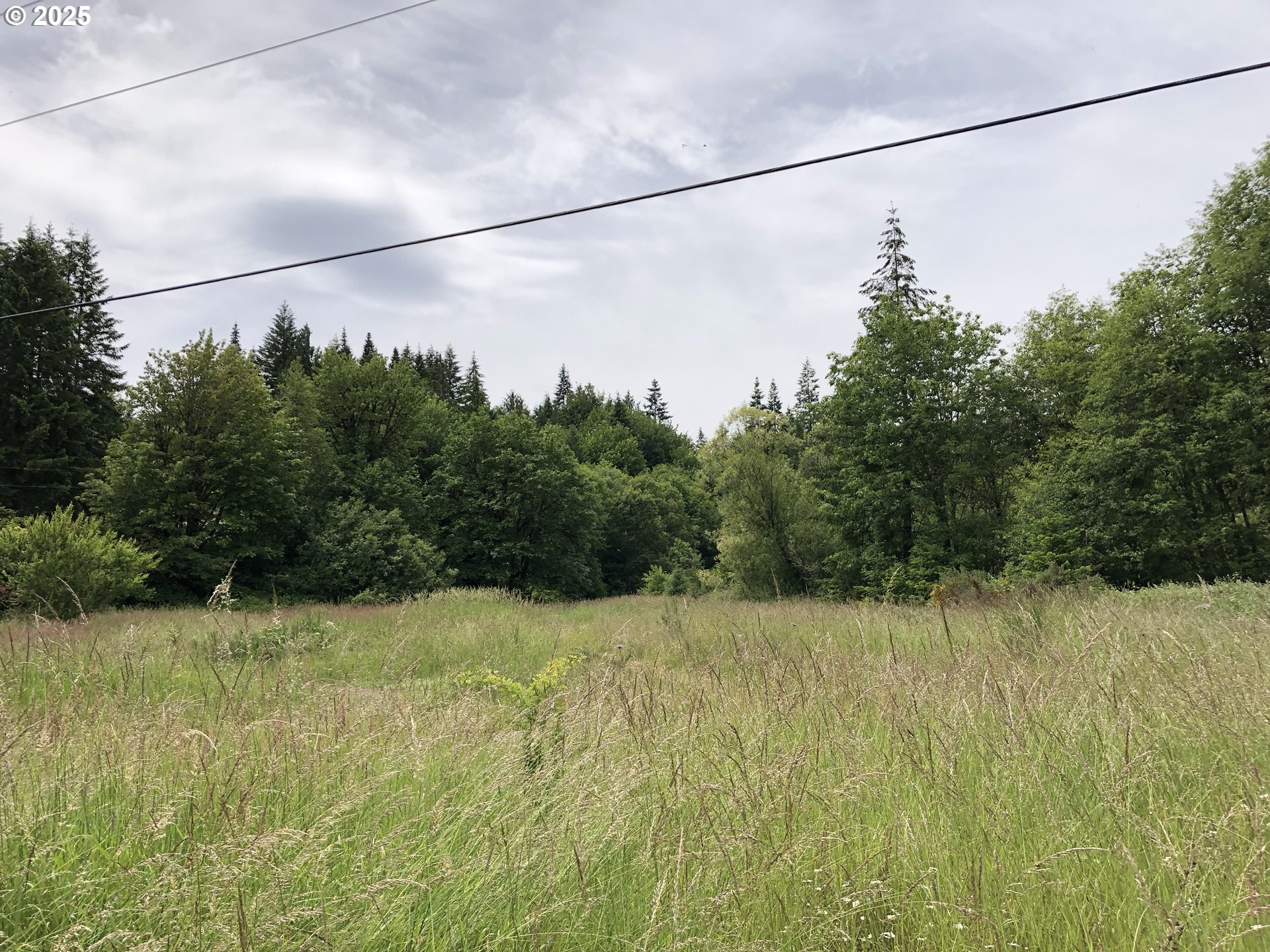 Cougar Street Vernonia, OR 97064 - Photo 2 of 10 a view of a big yard with a yellow plant