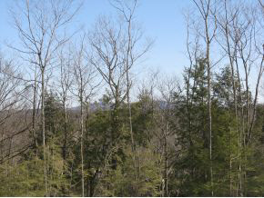 Lot#1 South Road Newbury, NH 03255 - Photo 5 of 11