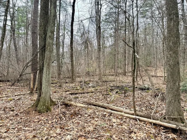 a view of a yard with trees