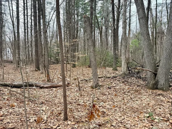 a view of a yard with trees