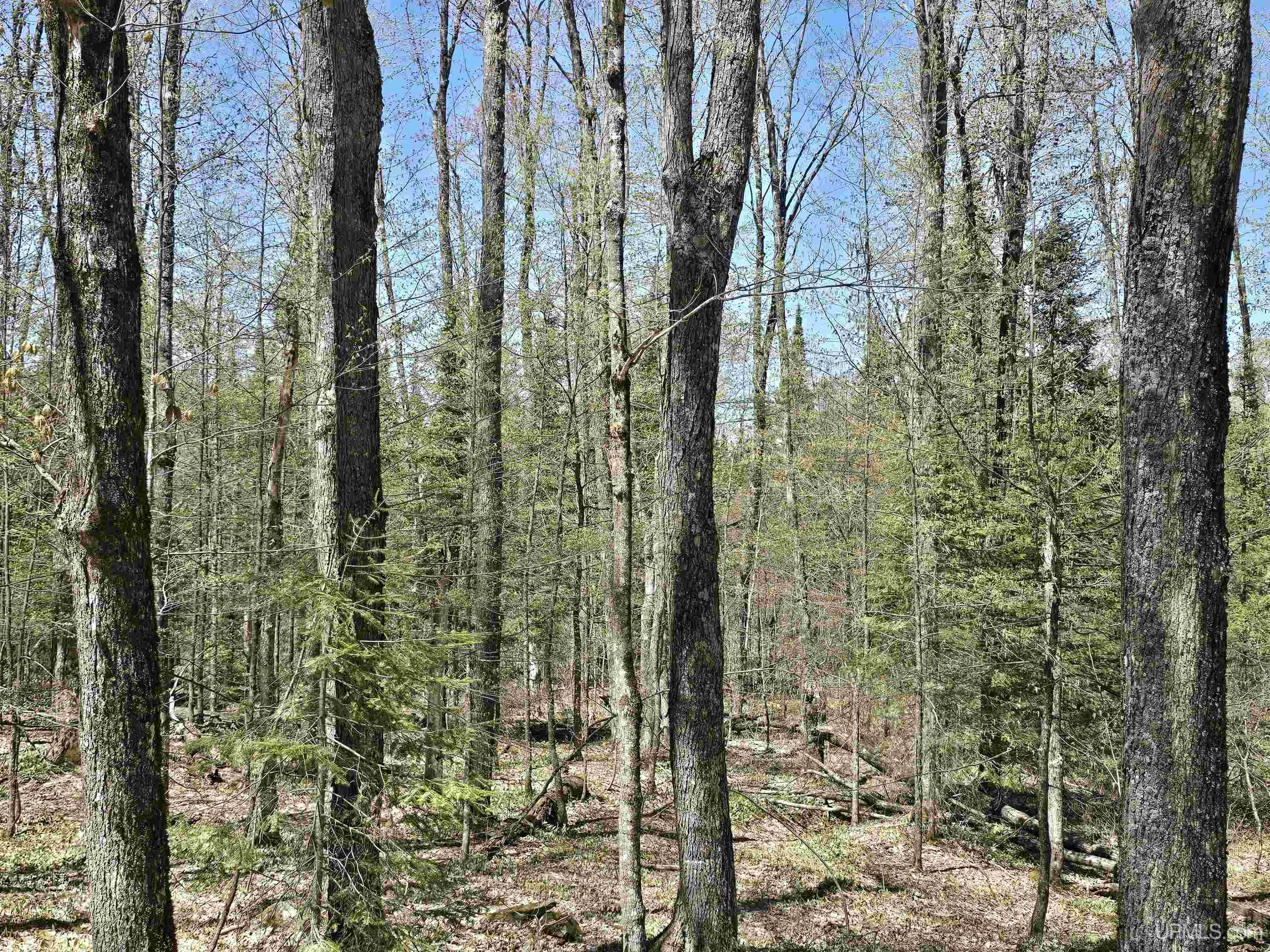 Tbd Murphy Road Covington, MI 49919 - Photo 17 of 57