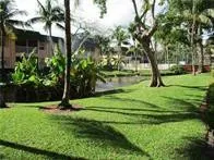 a view of a park with a tree