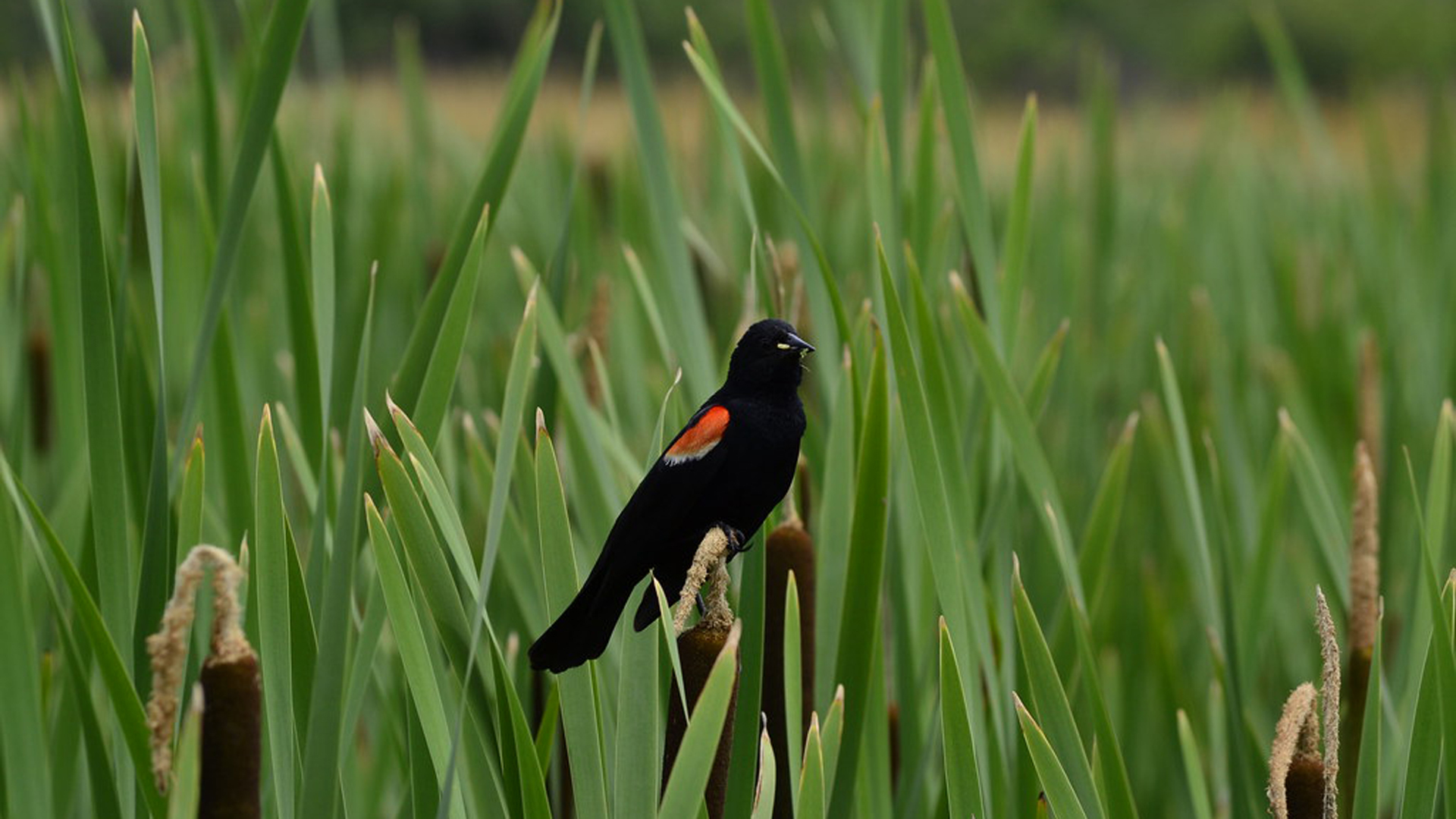 527 Red Oak Circle, Unit 2202 Volo, IL 60020 - Photo 4 of 8