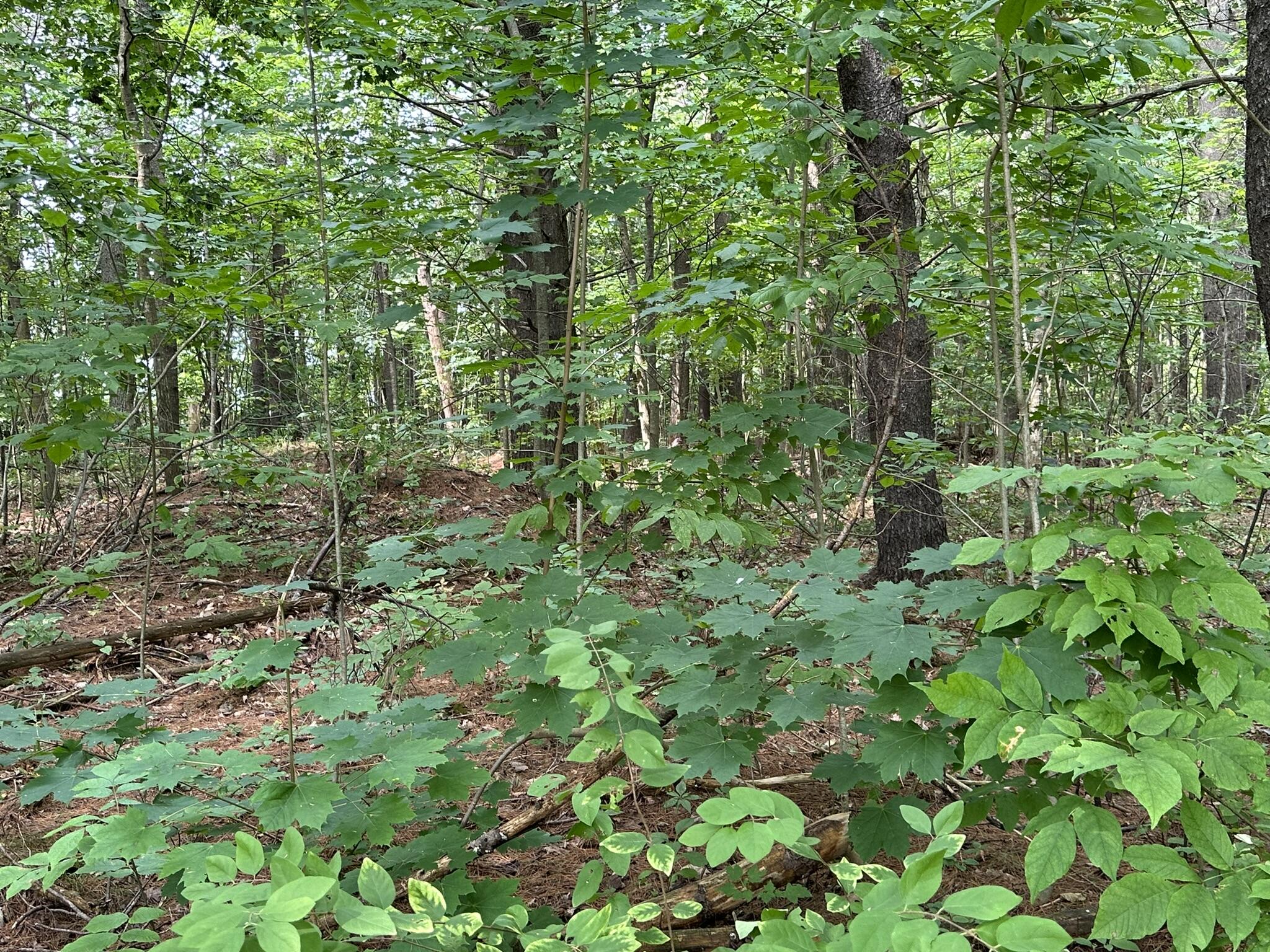 26 Benner Lane Nobleboro, ME 04555 - Photo 5 of 25 IMG_5558