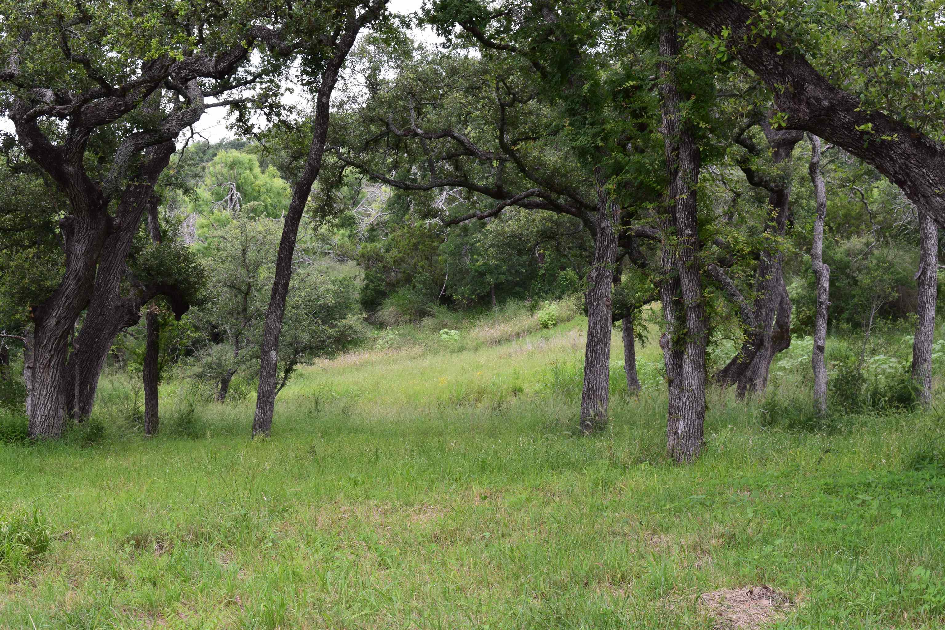 10430 Ranch Road 2341 Burnet, TX 78611 - Photo 4 of 11 a view of backyard with green space