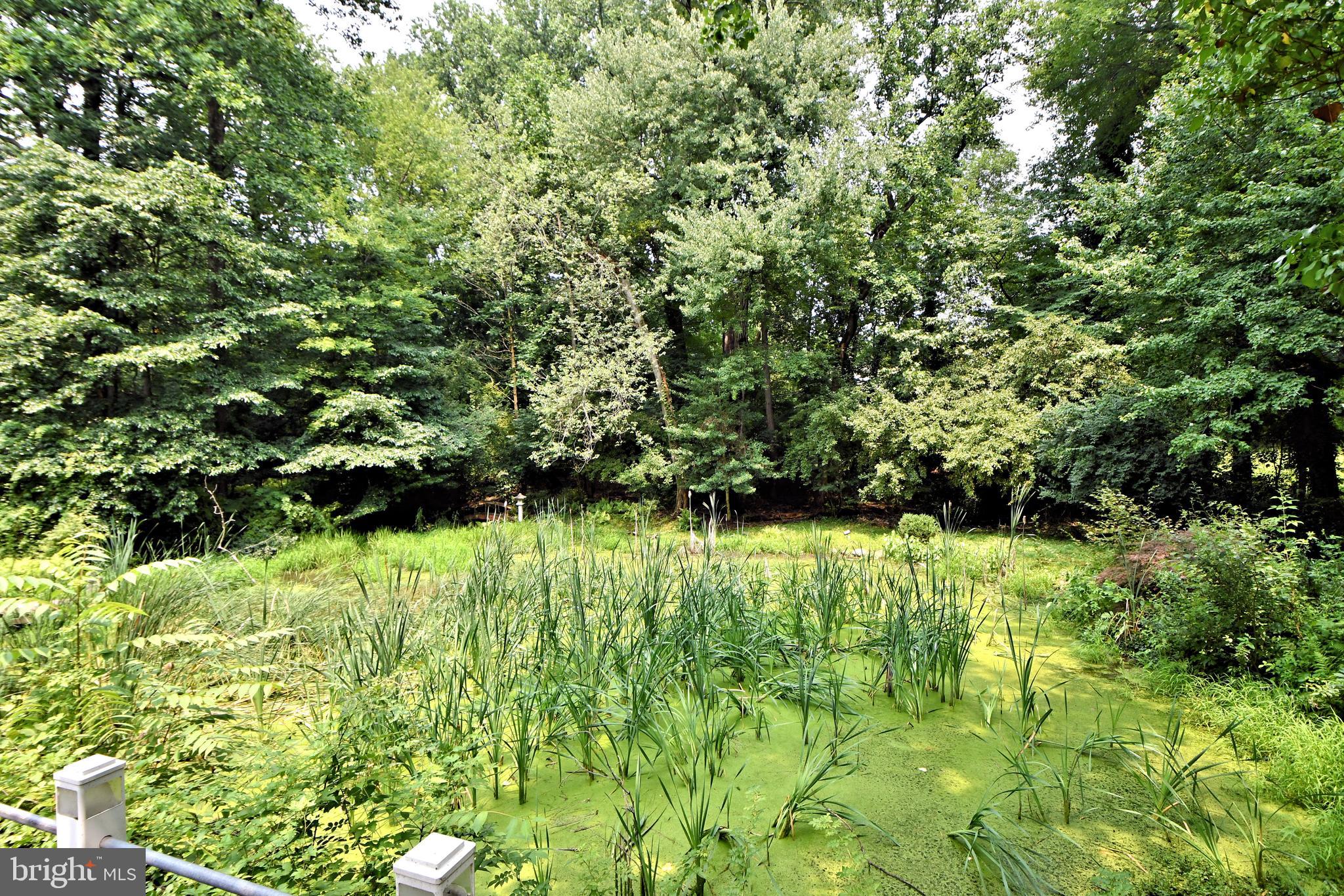108 Glen Valley Road Morrisville, PA 19067 - Photo 72 of 83 pond with wetland growth