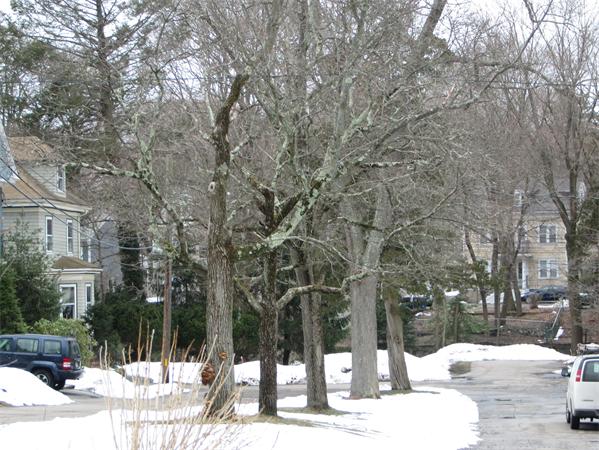 39 Brook Hill Road Milton, MA 02186 - Photo 7 of 9 a view of a road with a house