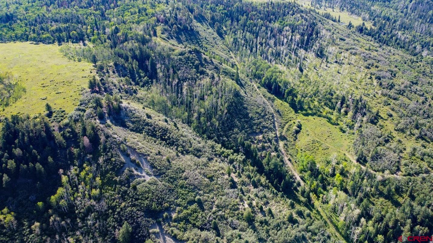 9757 County Road 5 Ridgway, CO 81432 - Photo 11 of 15 a view of a forest with a tree