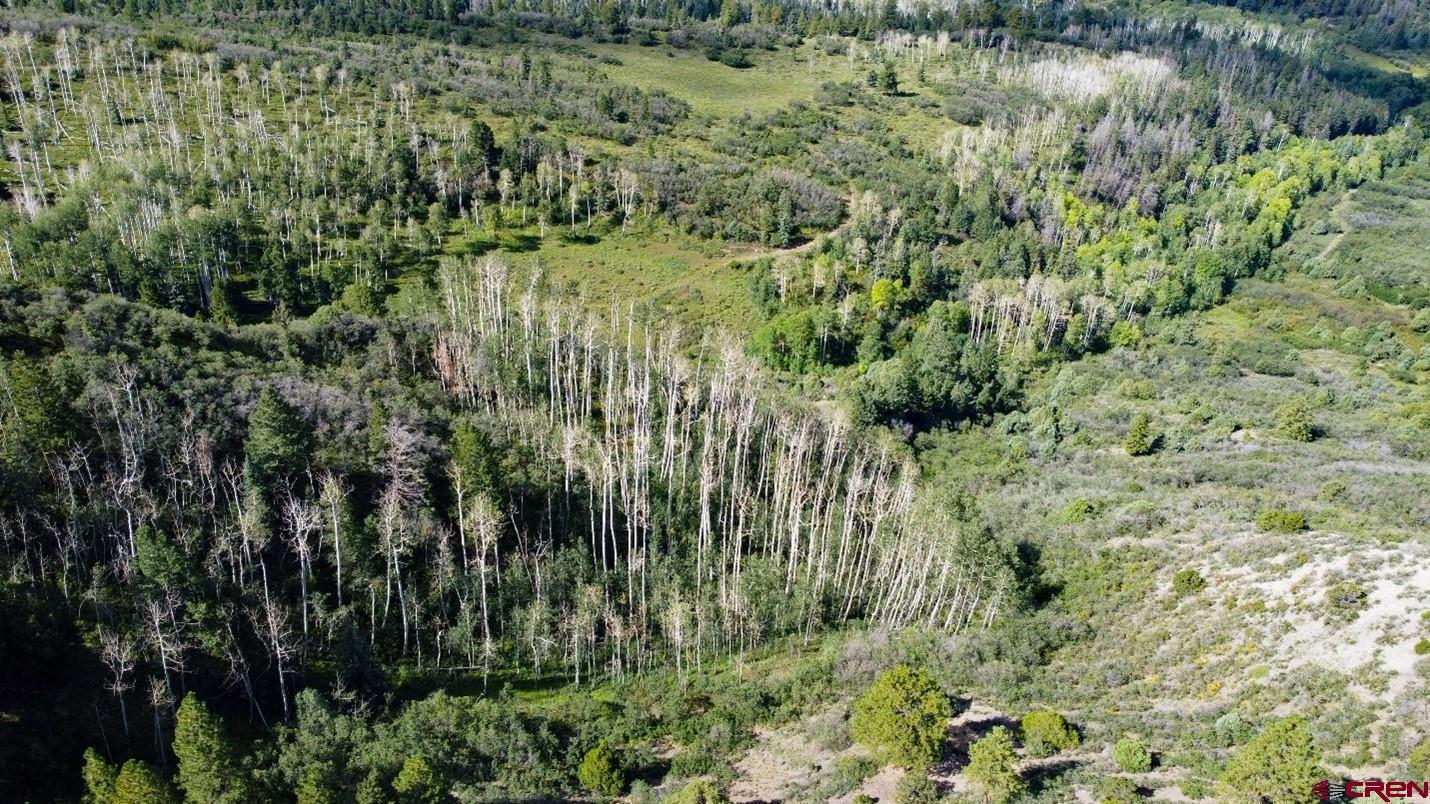 9757 County Road 5 Ridgway, CO 81432 - Photo 5 of 15 a view of a lush green forest with lots of trees