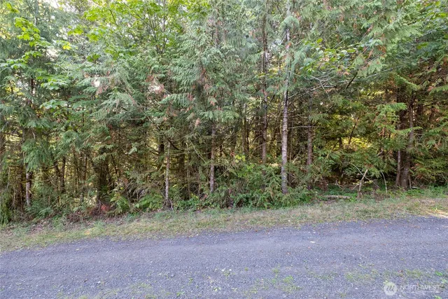 a view of a forest with trees