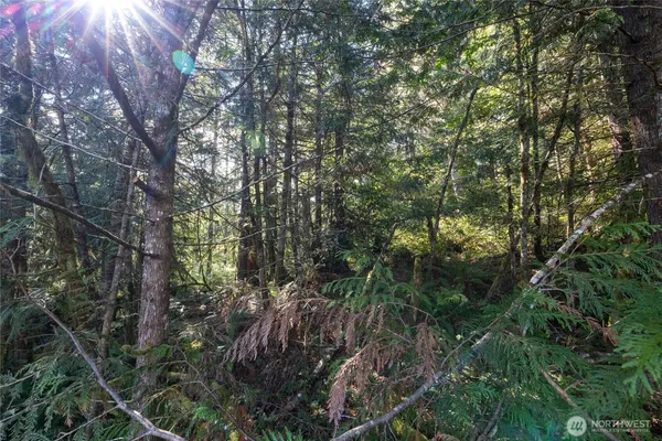 a view of forest
