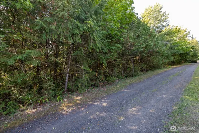 a view of a forest with trees in the background