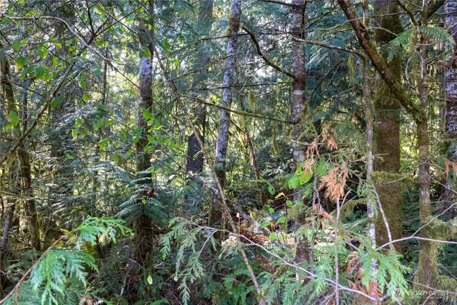 a backyard of a house with lots of trees