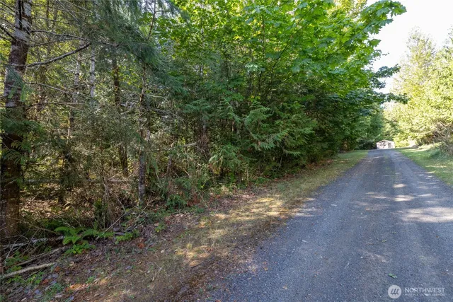 a view of a forest with trees in the background