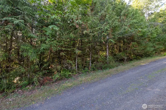 a view of a forest with a tree