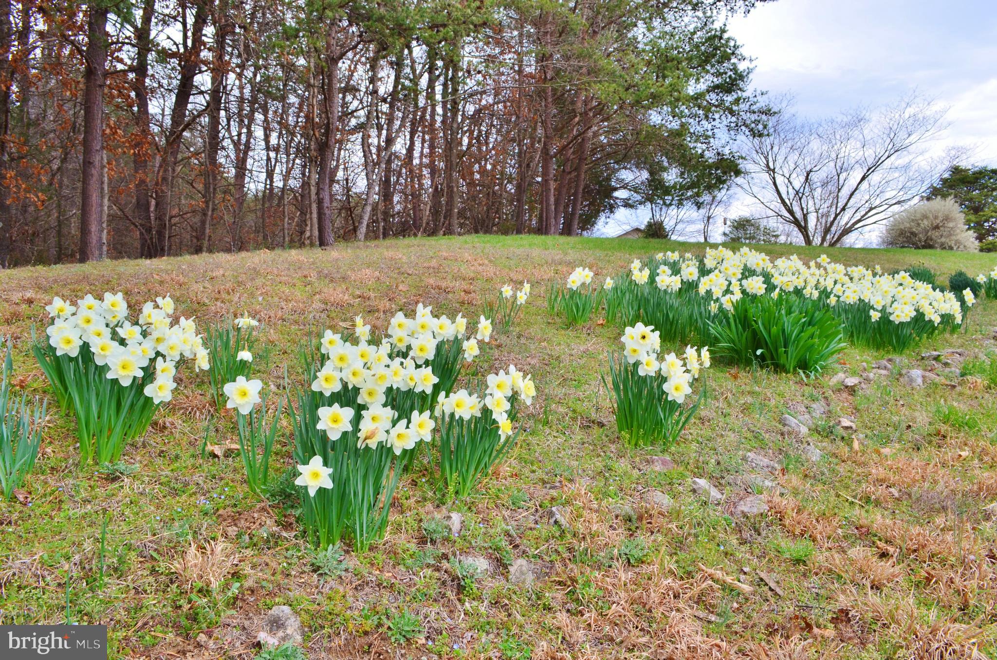 10207 Senedo Road Mount Jackson, VA 22842 - Photo 45 of 47