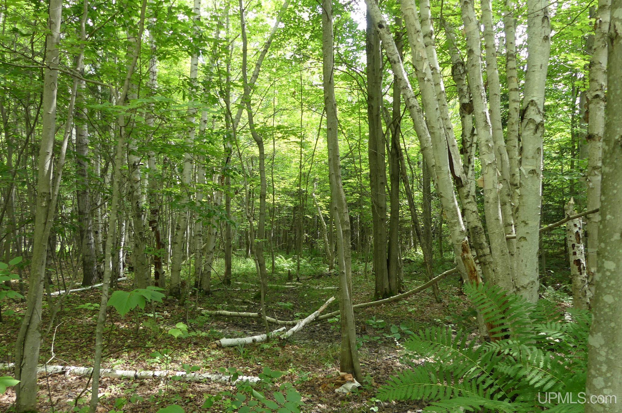 Tbd East Webb Road Grand Marais, MI 49839 - Photo 18 of 27 Gallery Image 18