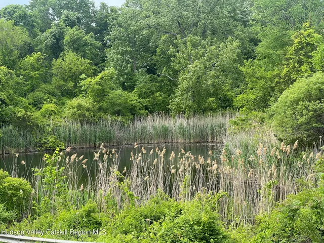 a view of a lake from a lush green forest